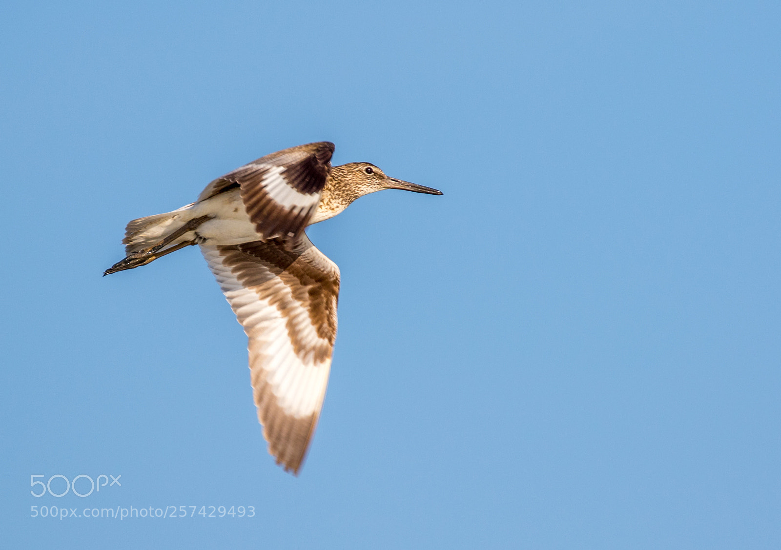 Canon EOS 7D Mark II sample photo. Willet in flight photography