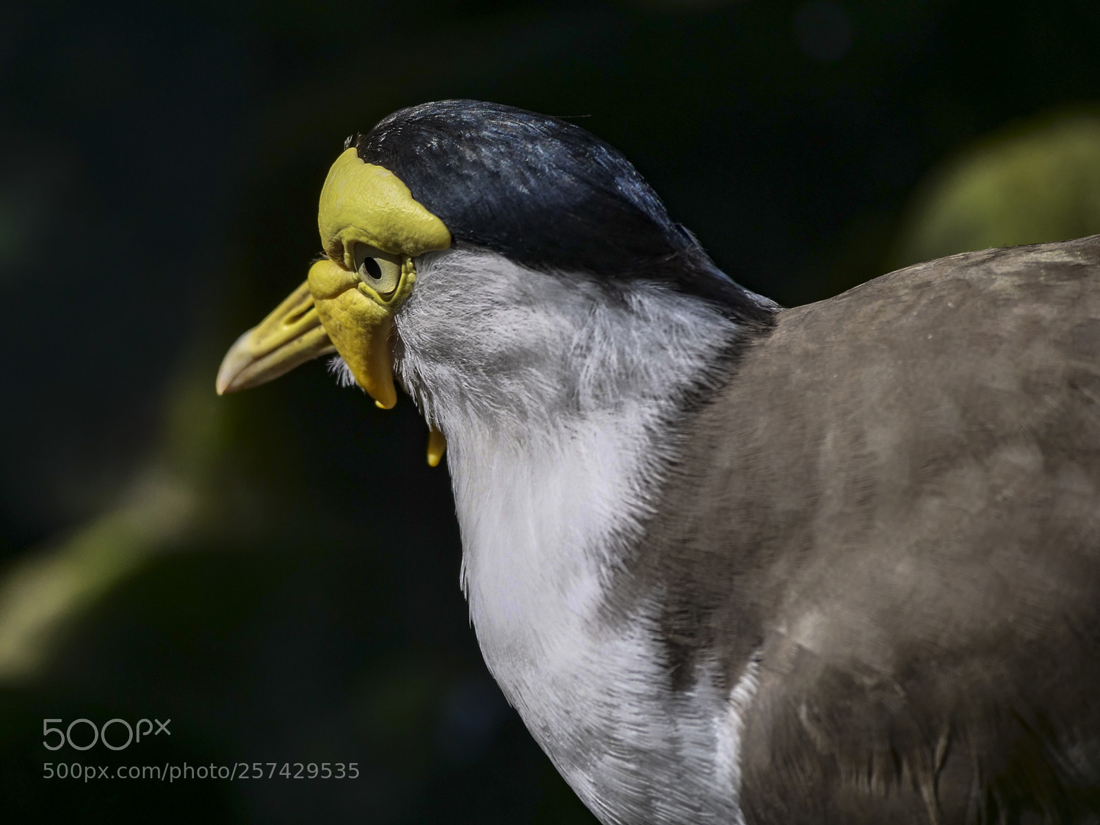 Panasonic Lumix DC-G9 sample photo. Vogel photography