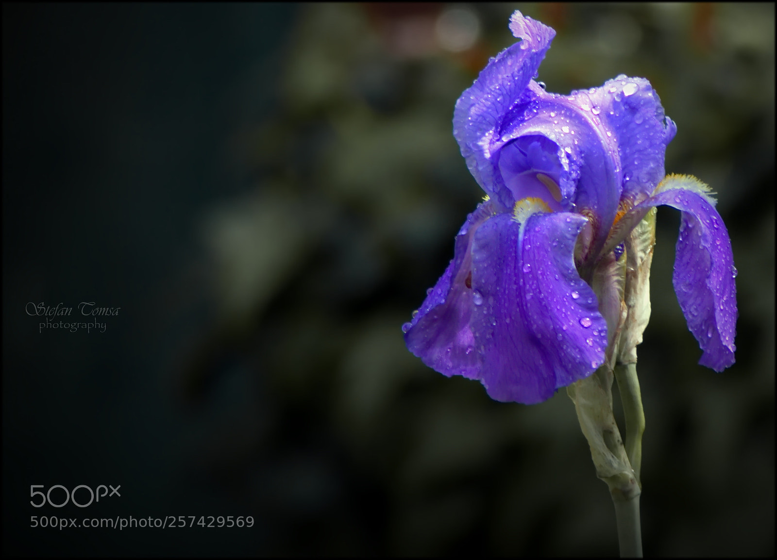 Nikon D5500 sample photo. Cobalt dominated iris photography