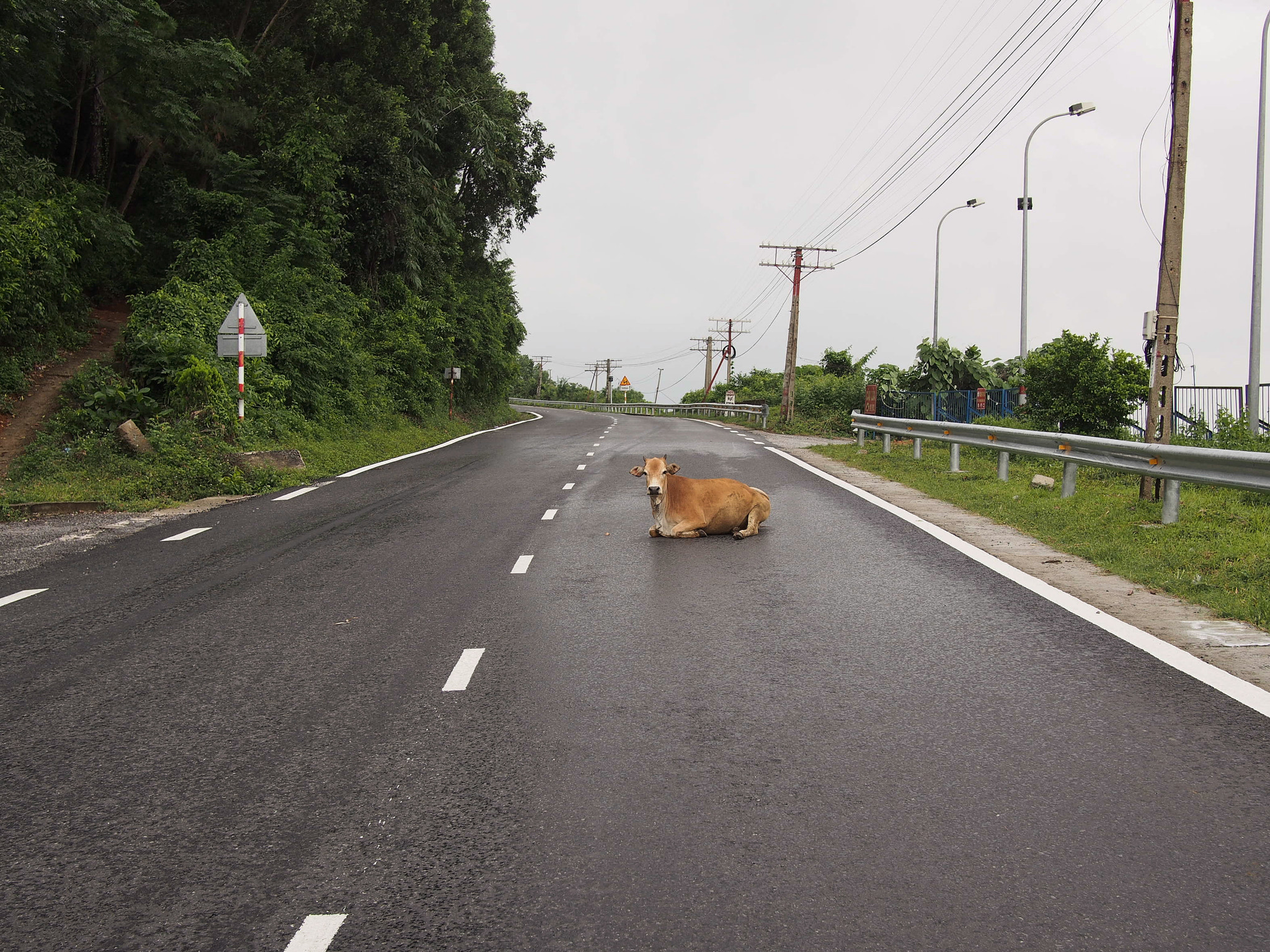 Olympus PEN E-PL5 sample photo. Road cow photography
