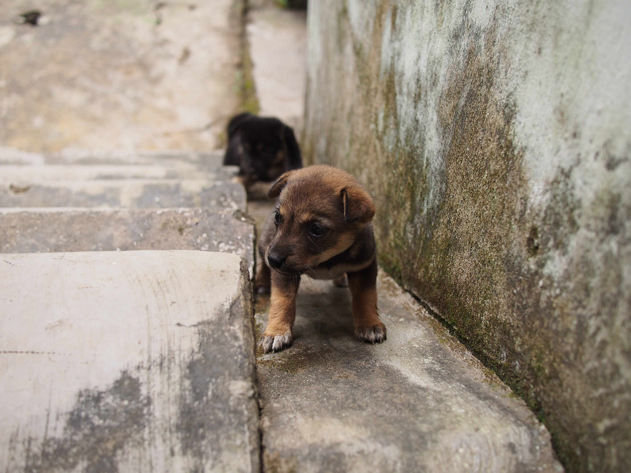 Olympus PEN E-PL5 sample photo. Pup photography