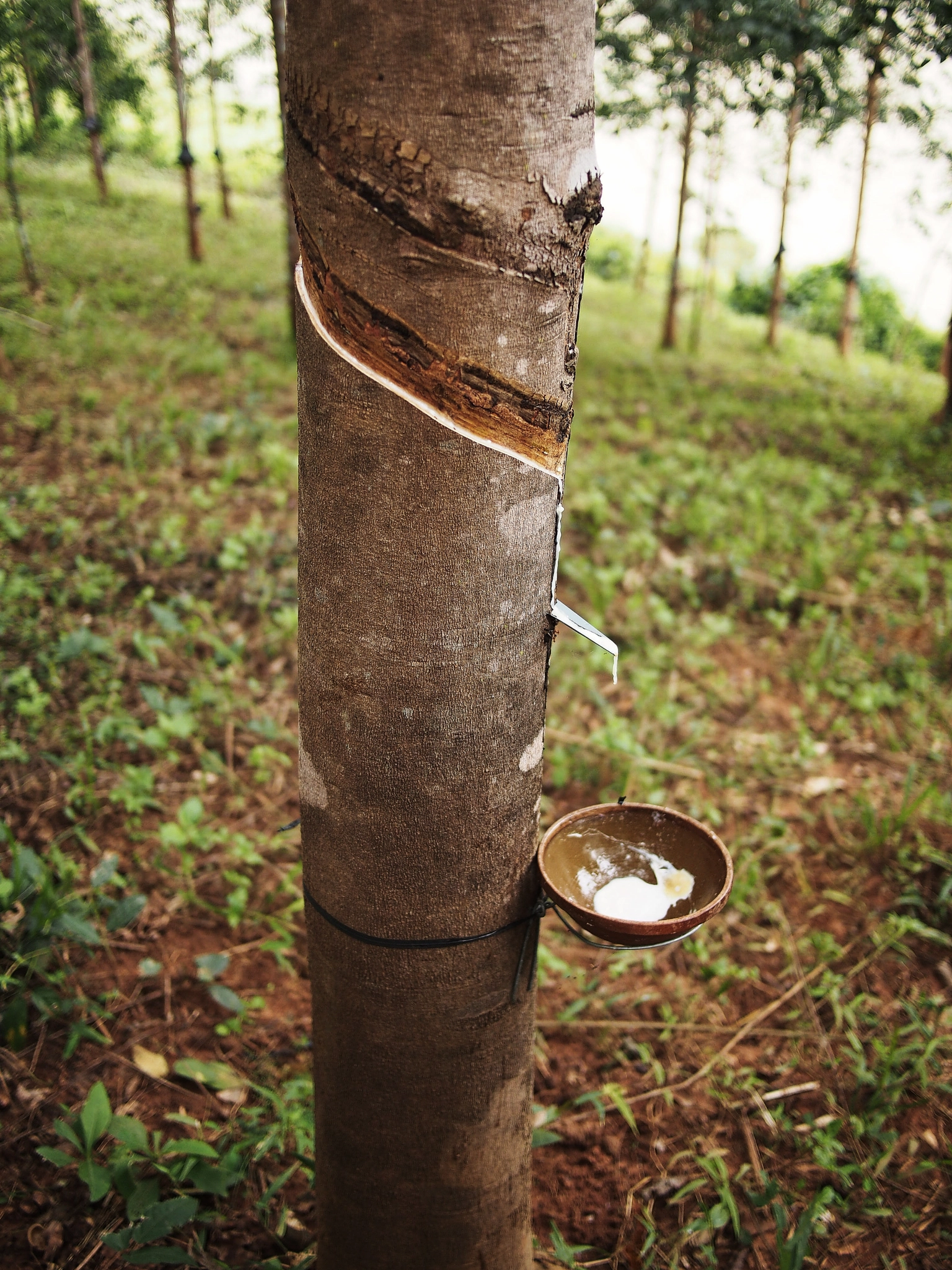 Olympus PEN E-PL5 sample photo. Rubber tapping photography