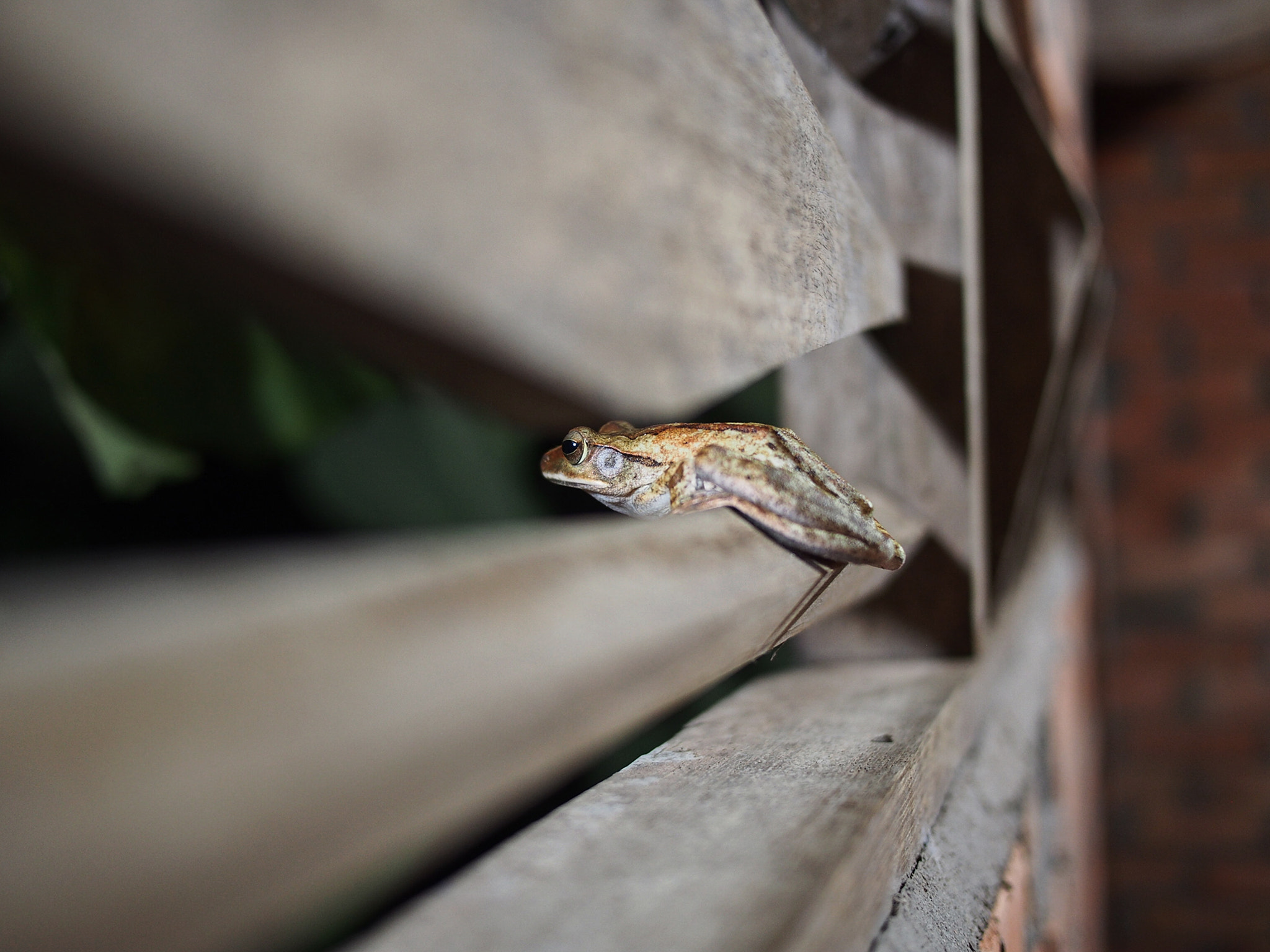 Olympus PEN E-PL5 sample photo. Froggy photography