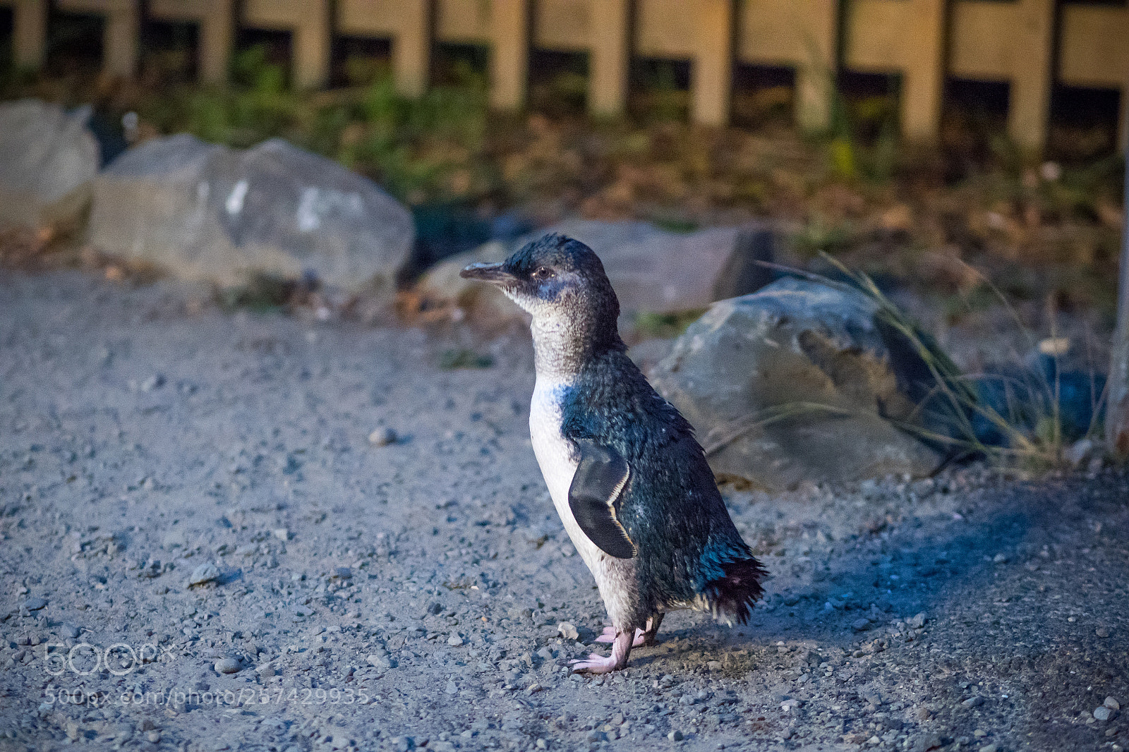 Olympus PEN-F sample photo. Blue penguin colony photography
