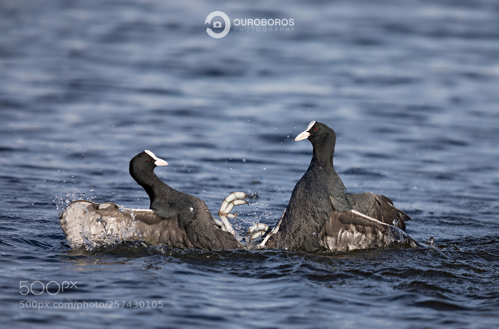 Canon EOS 5D Mark IV sample photo. Coot (fulica atra) photography