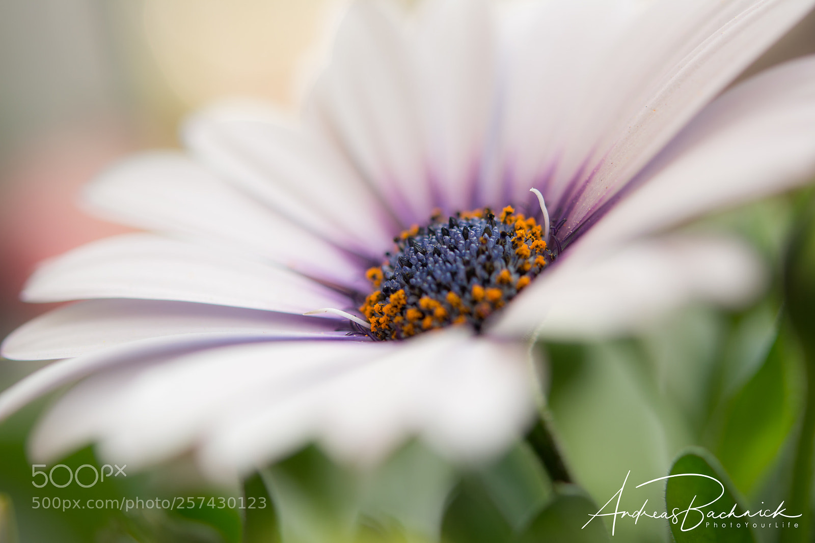Nikon D5200 sample photo. Smart flower photography