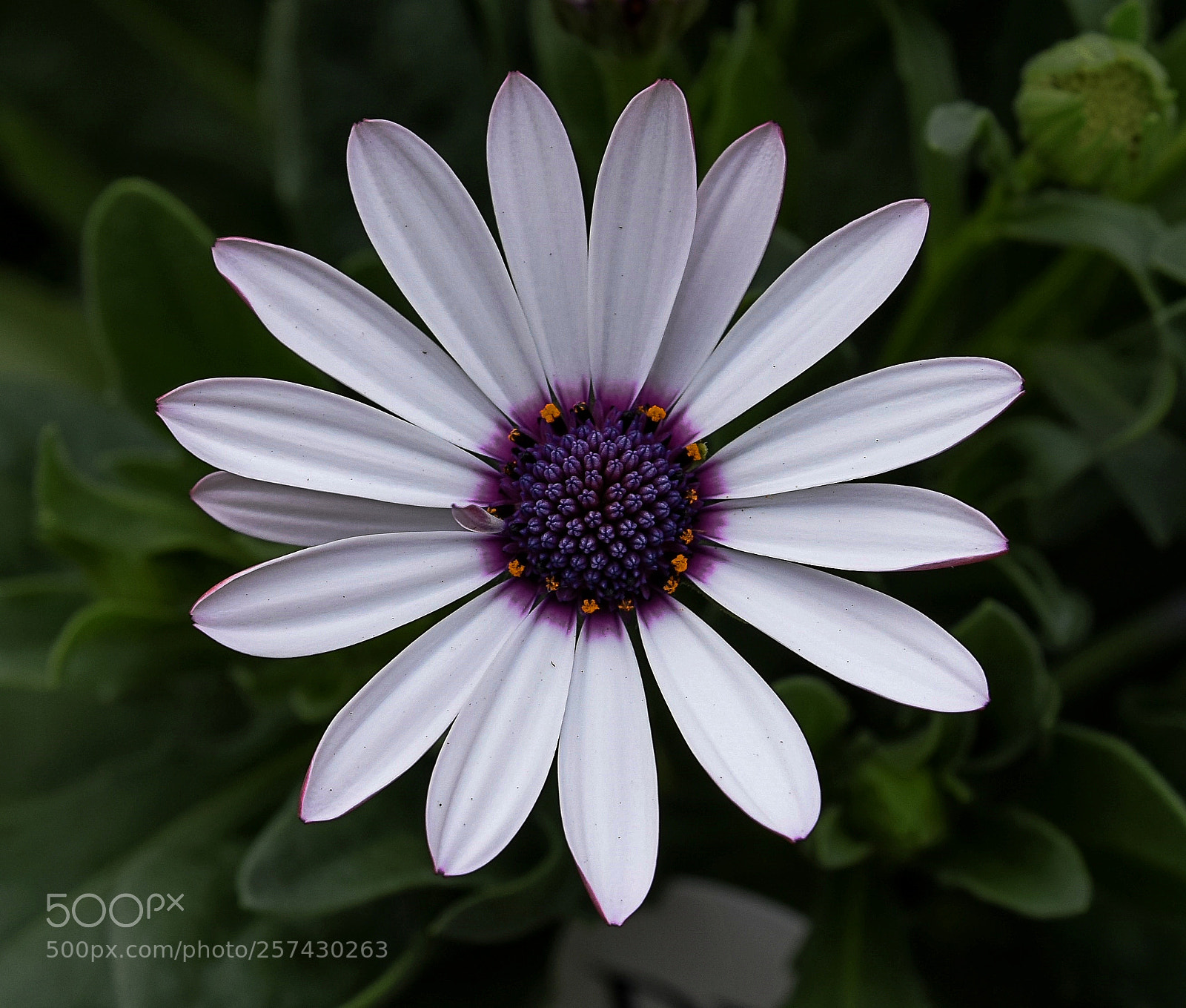 Nikon D810 sample photo. African daisy photography