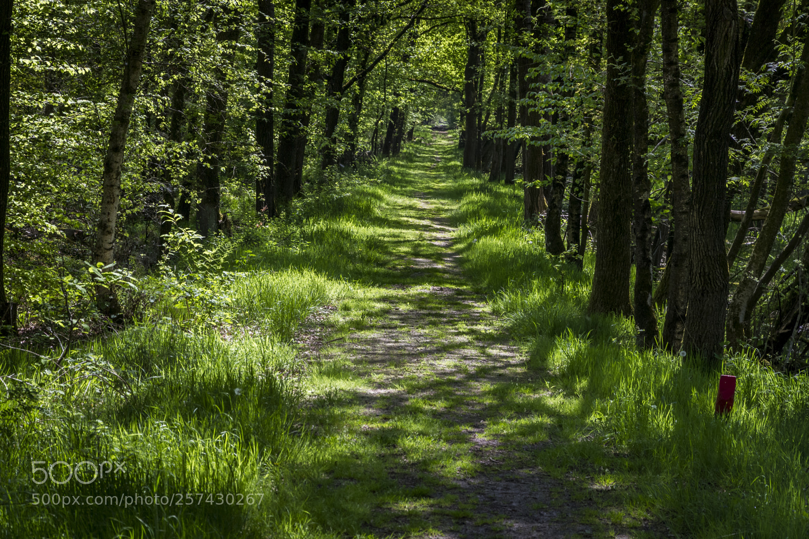 Canon EOS 7D sample photo. Katlijker schar2 photography