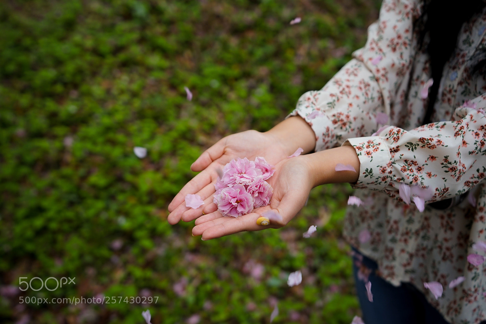 Sony a7 II sample photo. Korea, ordondo cherry blossom photography