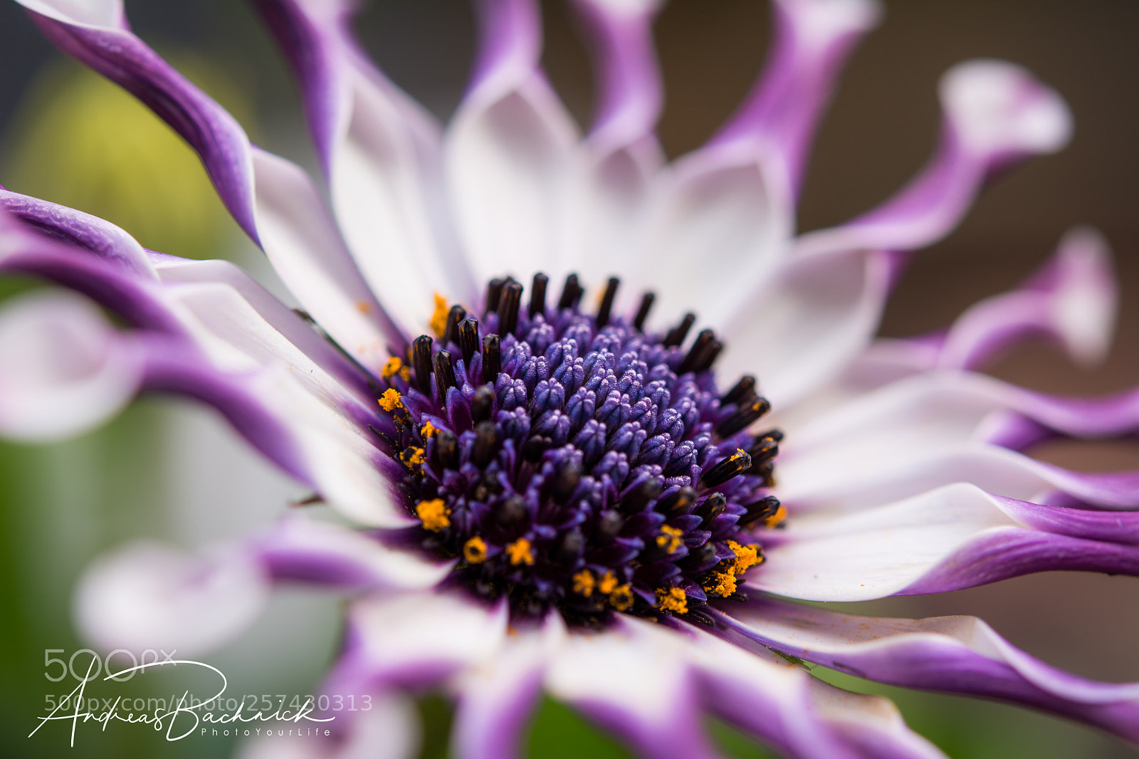 Nikon D5200 sample photo. Focus on the middle photography