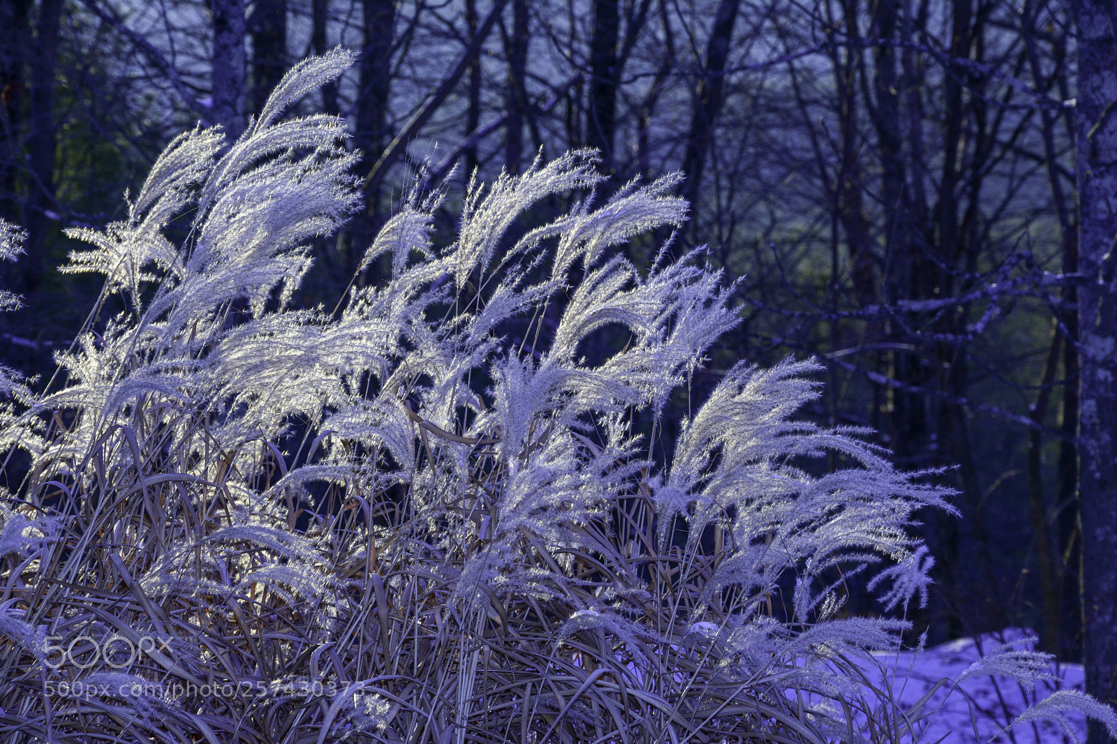 Nikon D7100 sample photo. Backlit grasses photography