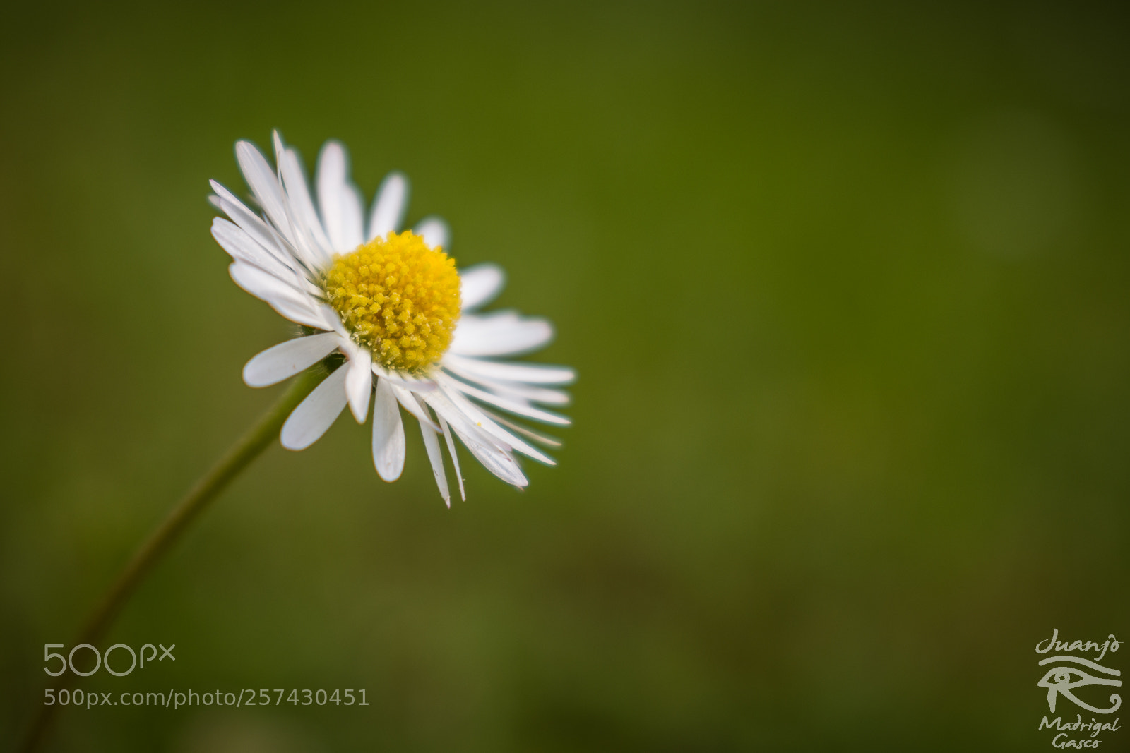 Nikon D7200 sample photo. Spring photography