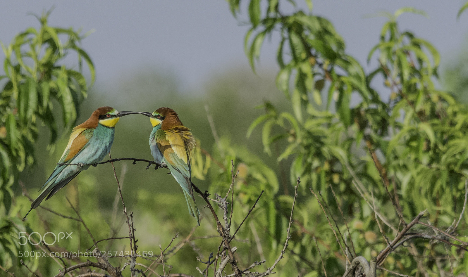 Nikon D7100 sample photo. Merops apiaster photography