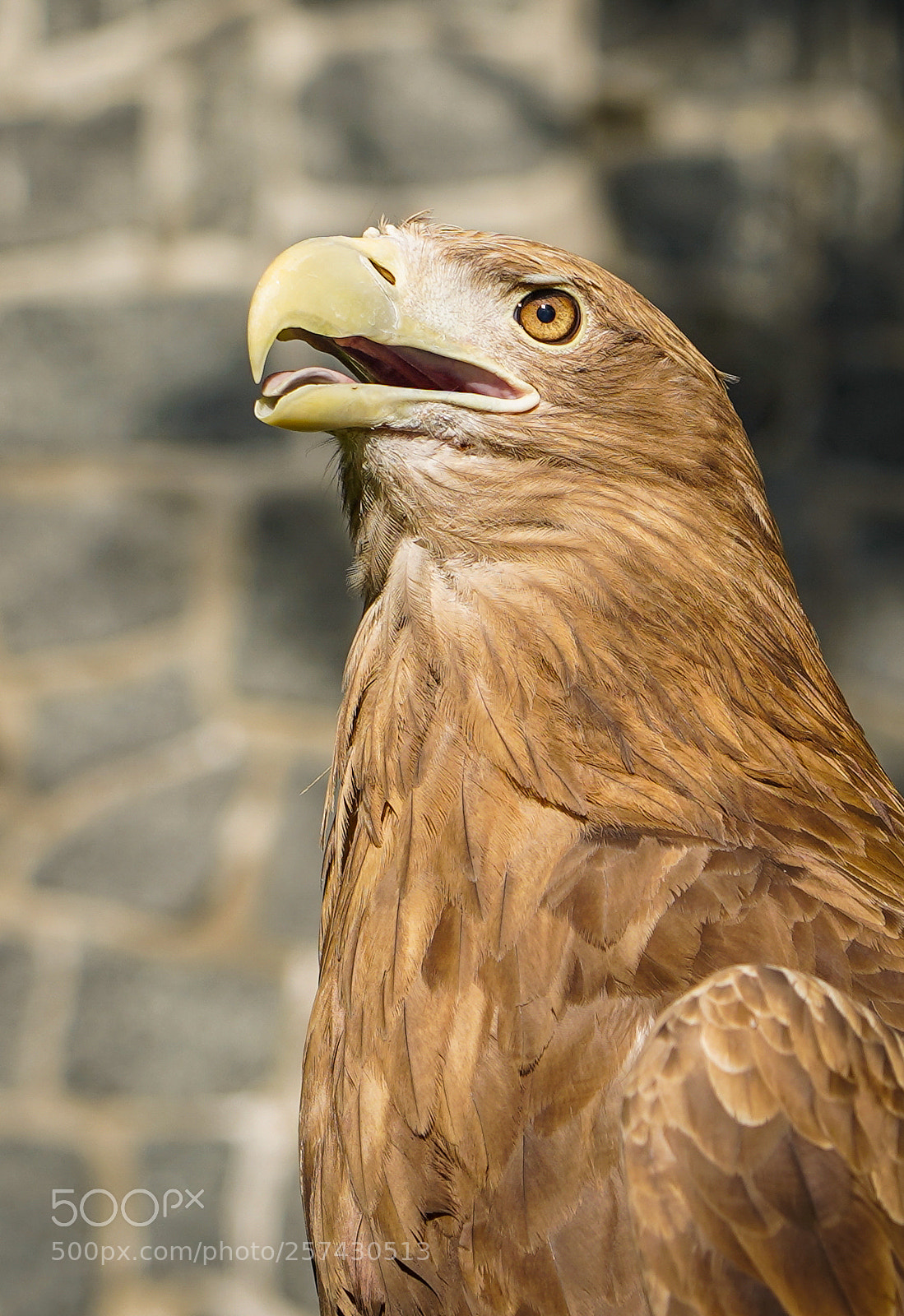 Sony a7 III sample photo. Eagle - portrait photography