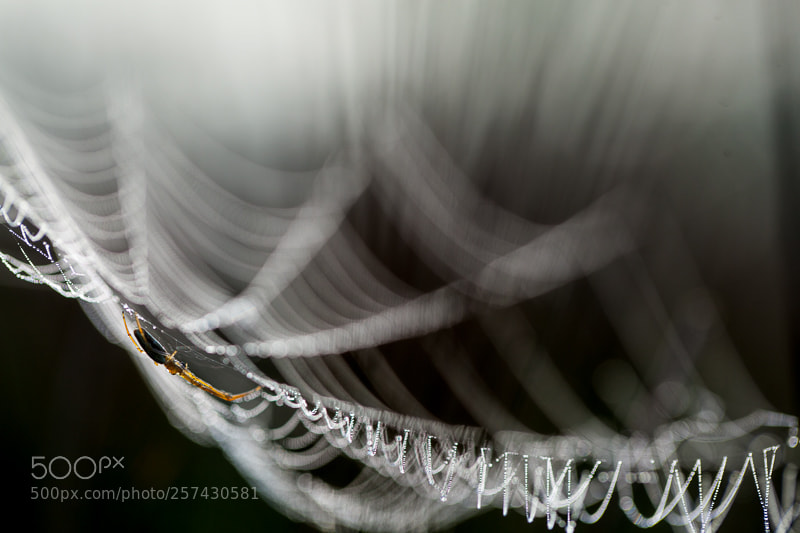 Canon EOS 5D Mark II sample photo. Cobweb photography