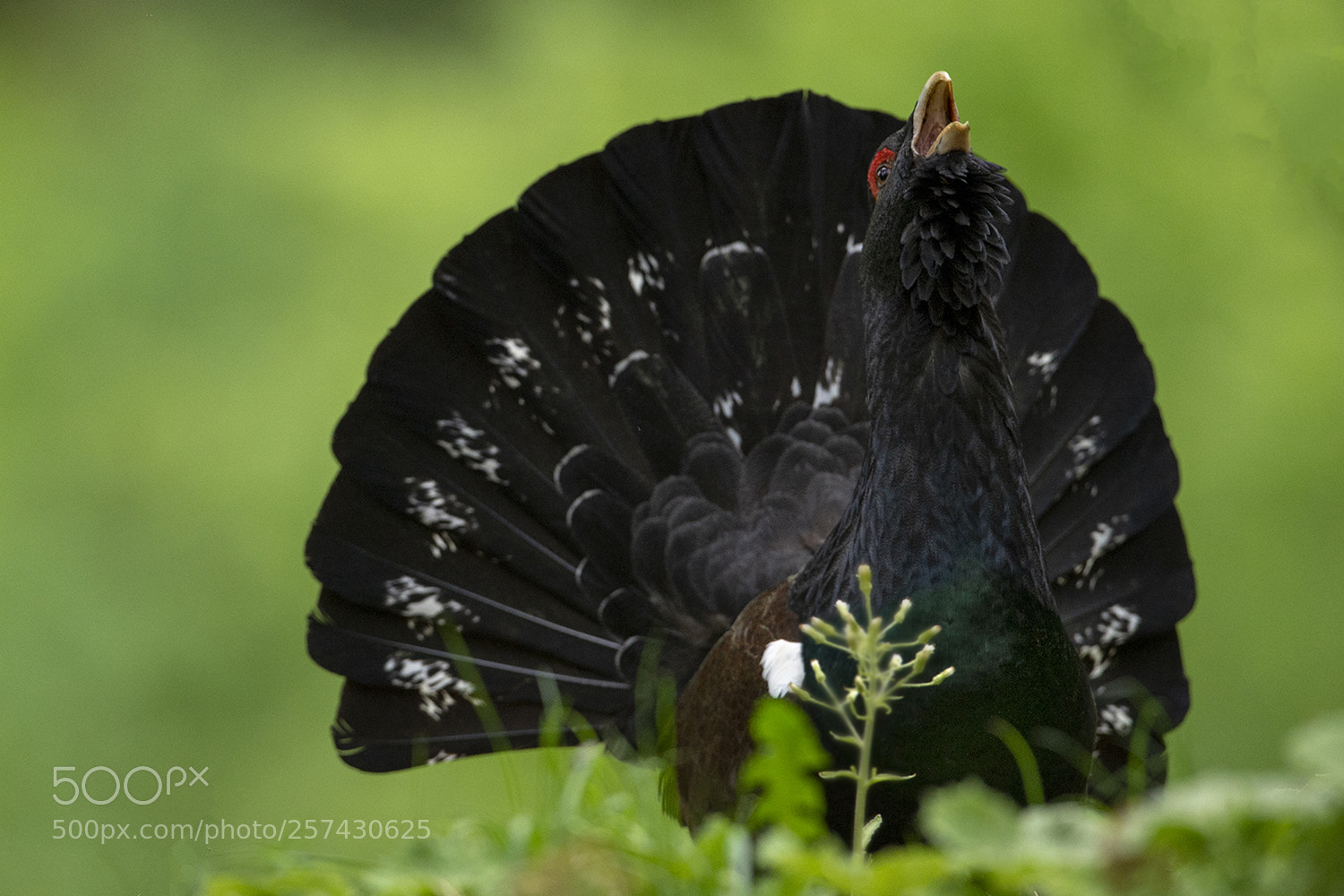 Nikon D4 sample photo. Courtship of an capercaillie photography