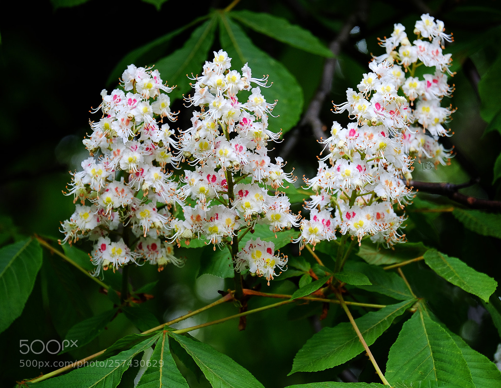 Fujifilm X-T20 sample photo. Blossoming of chestnut photography