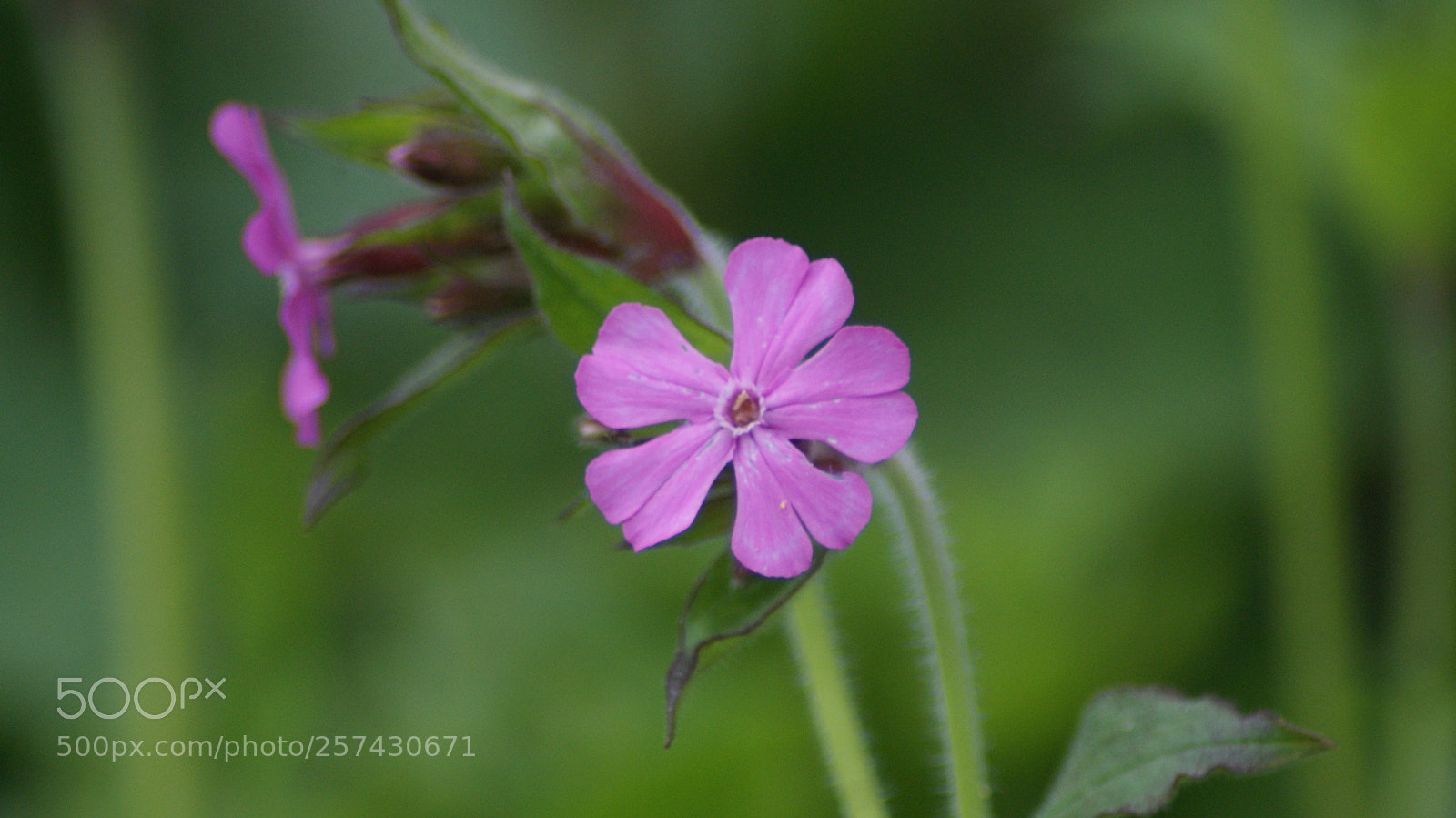Sony Alpha DSLR-A200 sample photo. Untitled photography