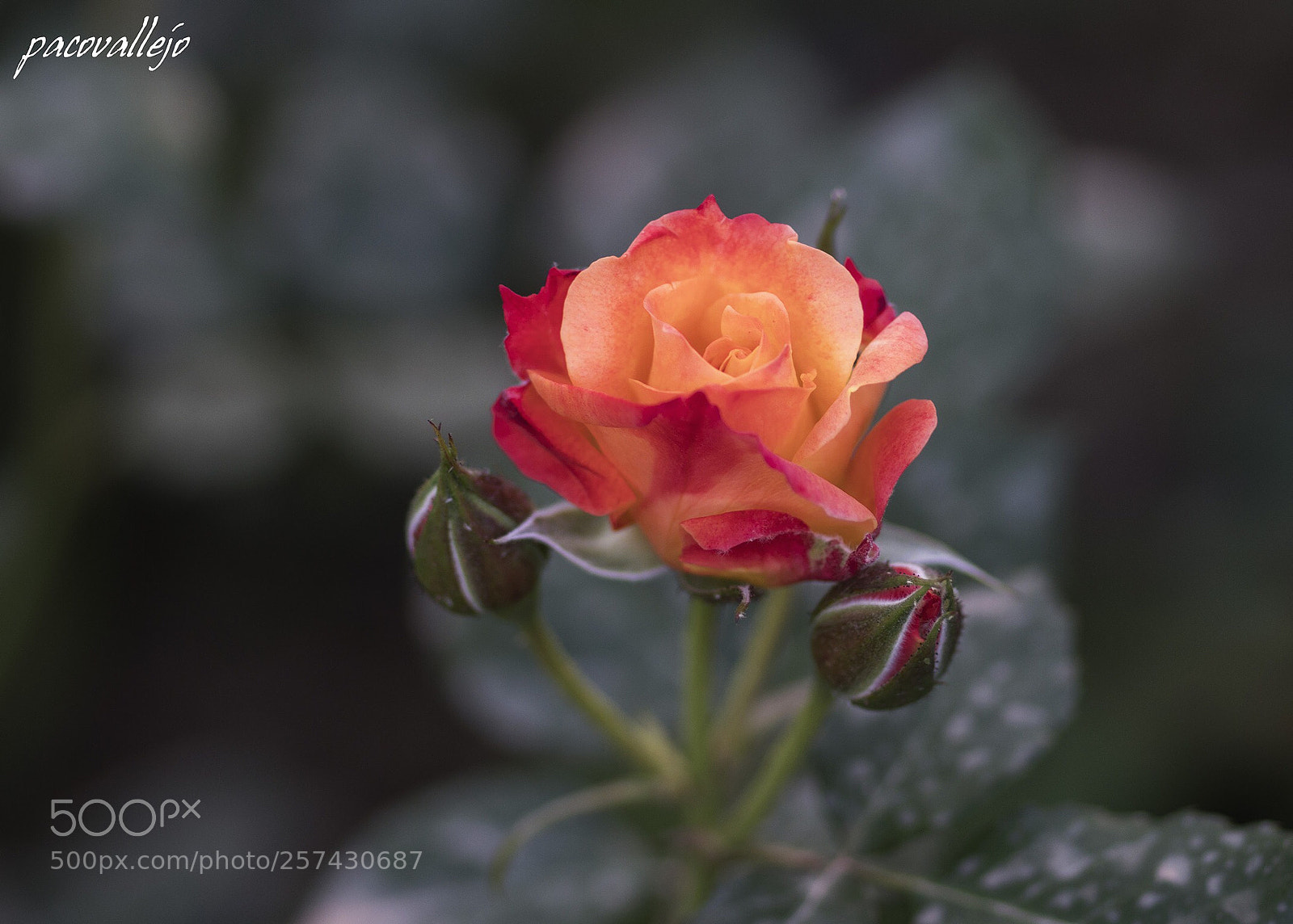 Sony a99 II sample photo. Untitled photography