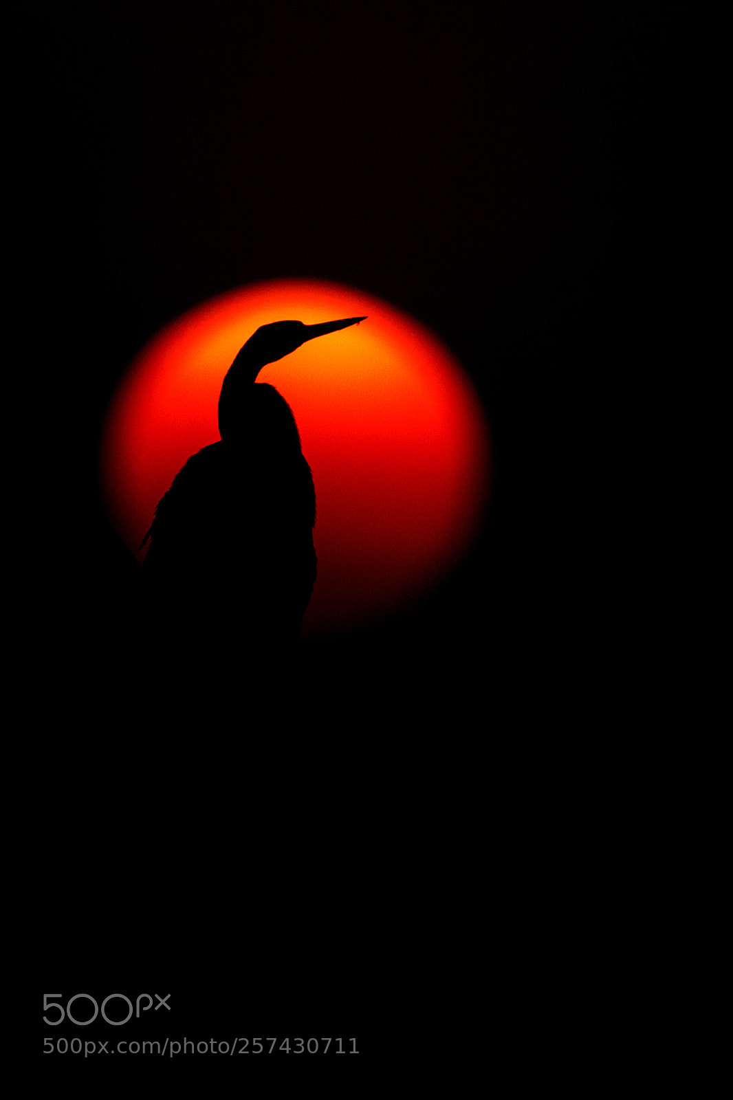 Nikon D750 sample photo. An evening at bharatpur!! photography