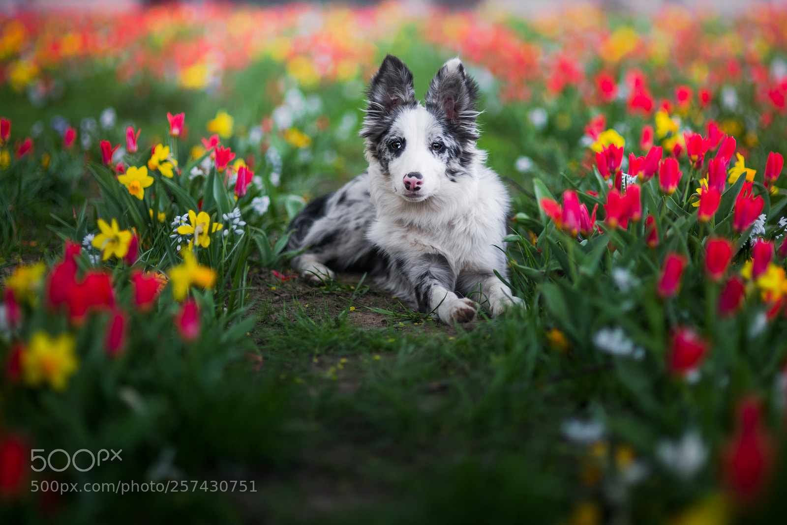 Nikon D610 sample photo. Springtime photography