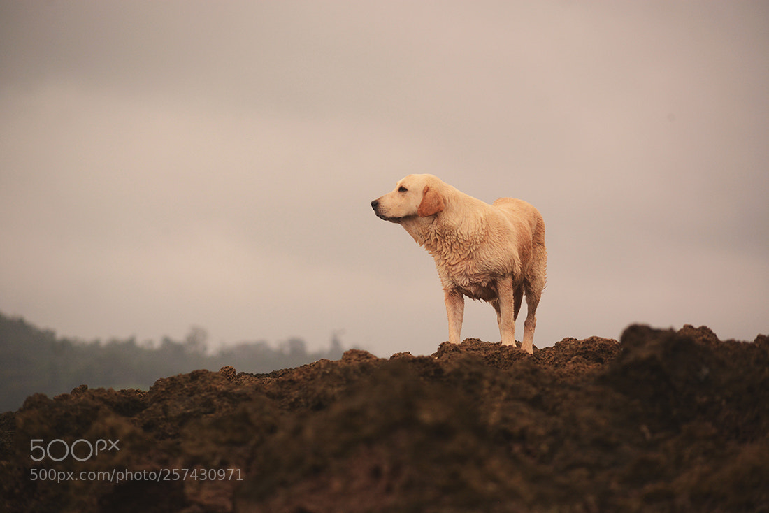 Nikon D7100 sample photo. Peace my dog photography