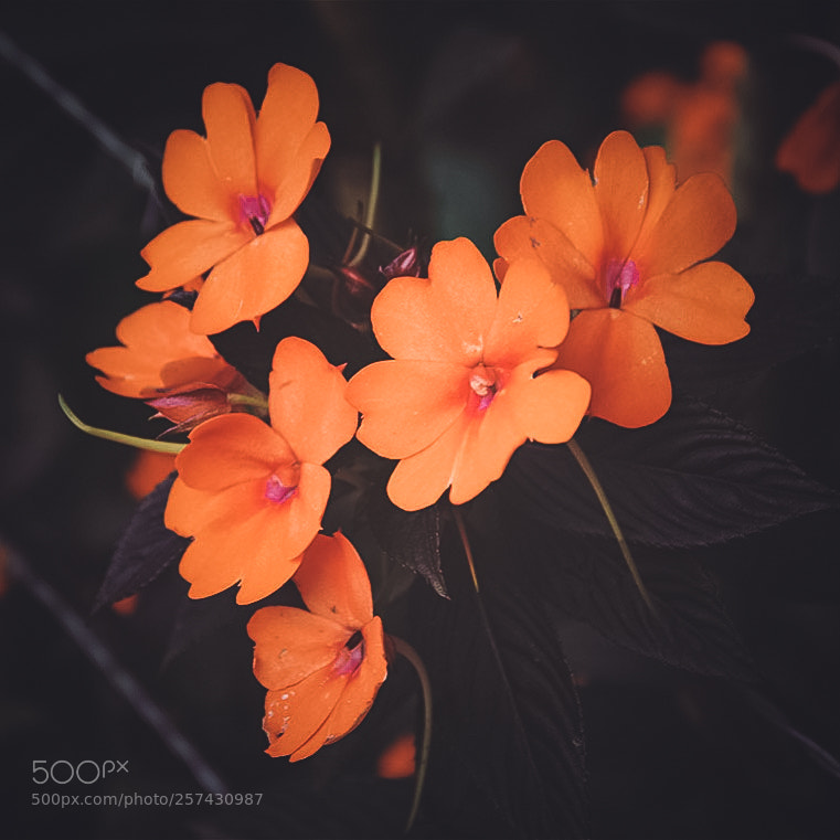Nikon D7100 sample photo. Flower photography