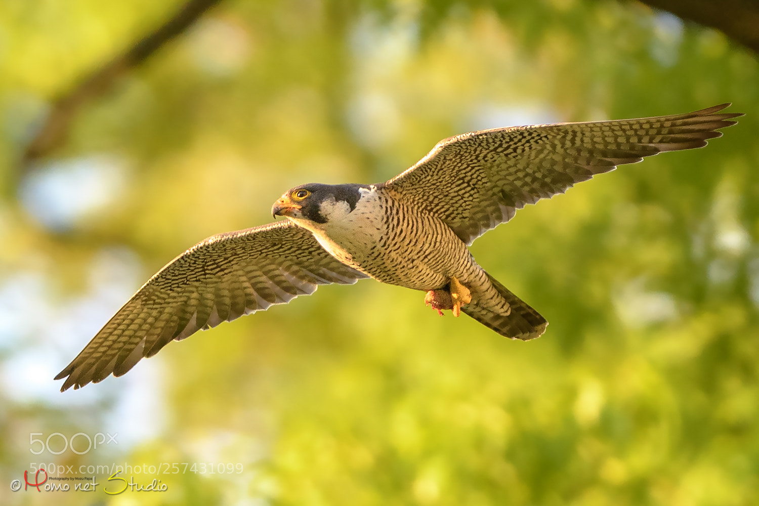 Nikon D500 sample photo. Jump into the morning photography