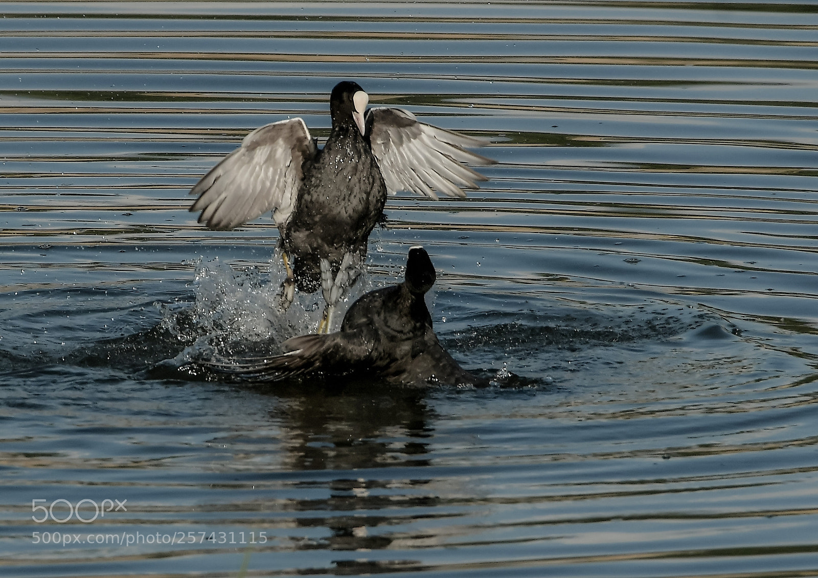 Nikon D500 sample photo. Foulques macroules photography