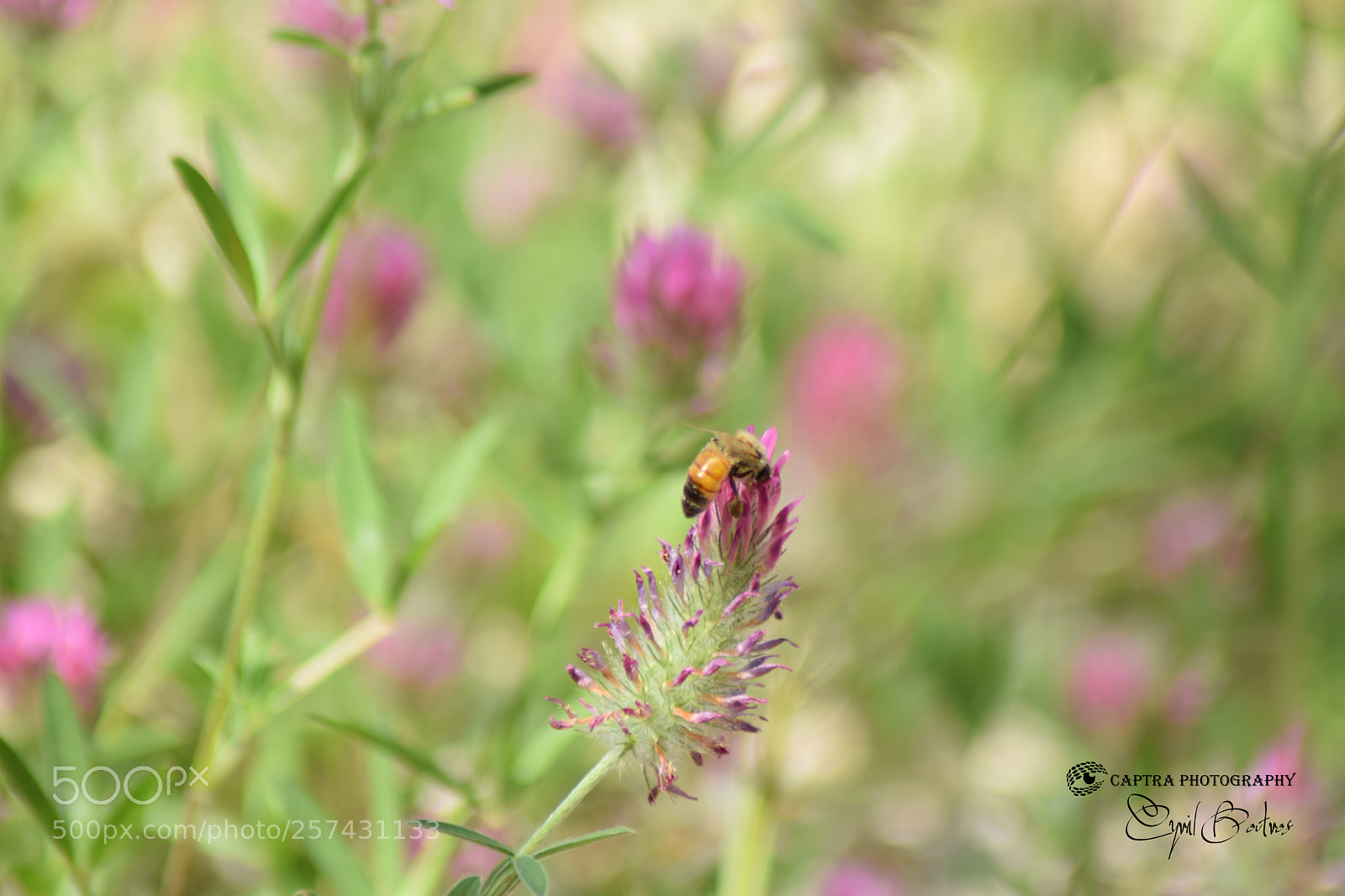 Nikon D5300 sample photo. Bee in nature photography