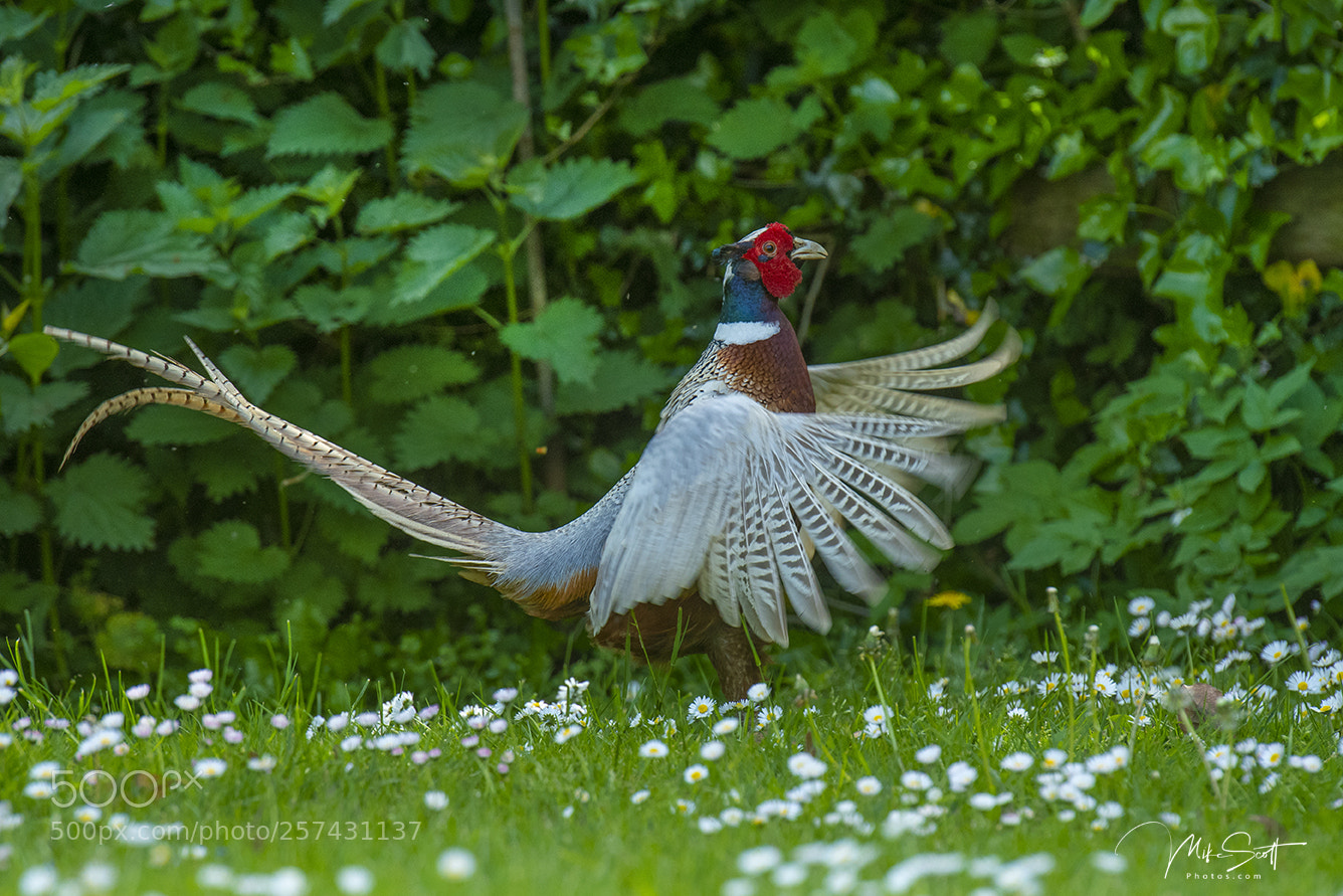 Nikon D500 sample photo. Flapping pheasant photography