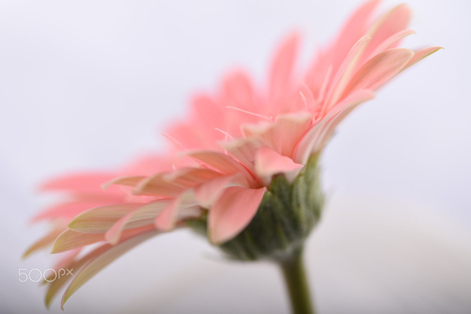 Nikon AF-S Micro-Nikkor 105mm F2.8G IF-ED VR sample photo. Flowers photography