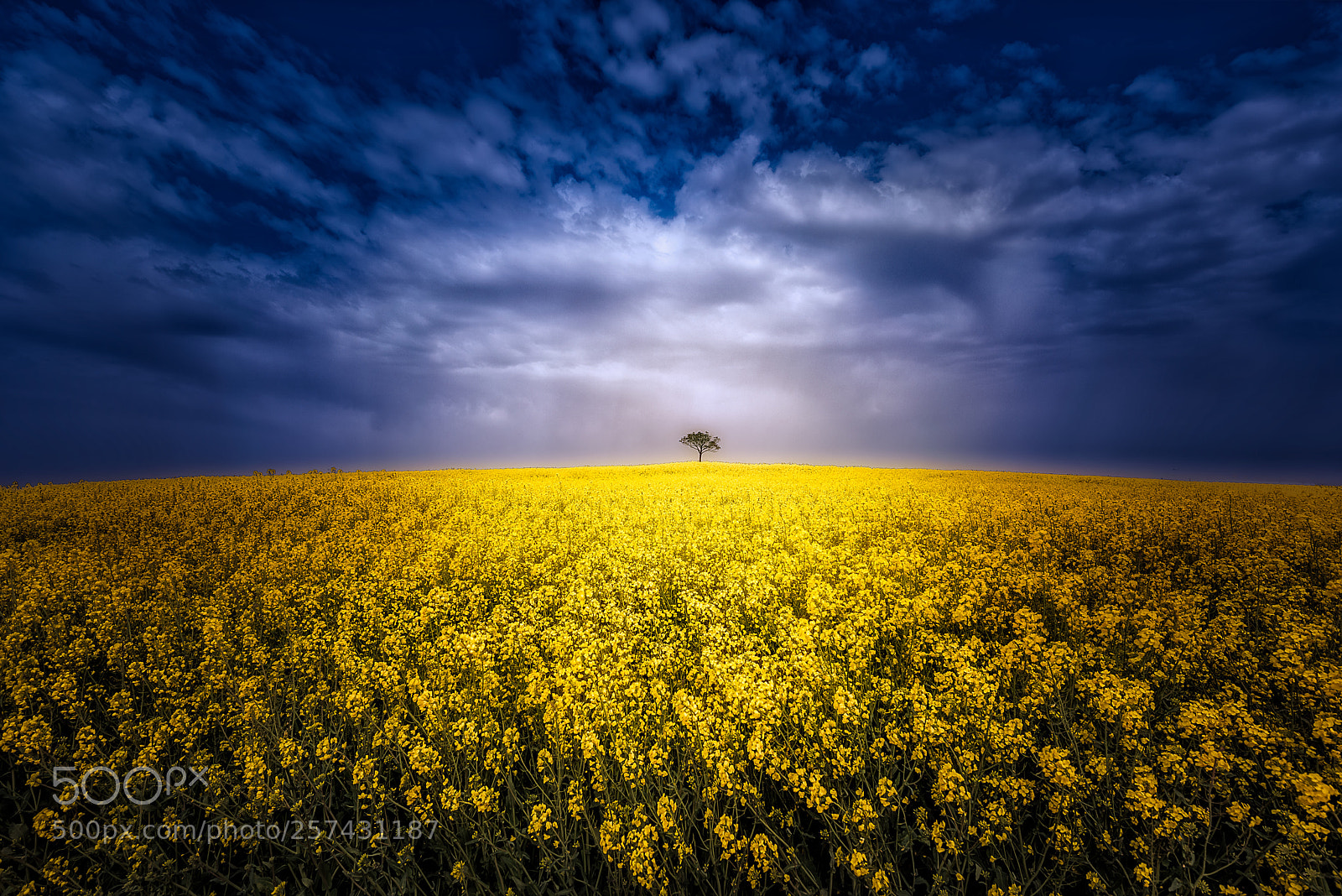 Nikon D810 sample photo. Spring photography