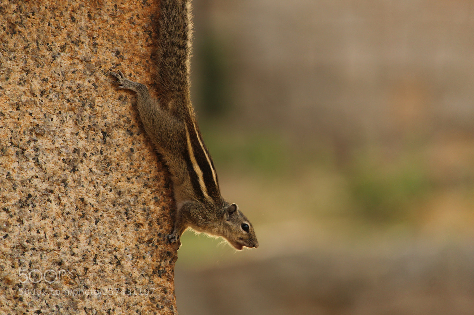 Canon EF-S 55-250mm F4-5.6 IS II sample photo. Squirrel photography