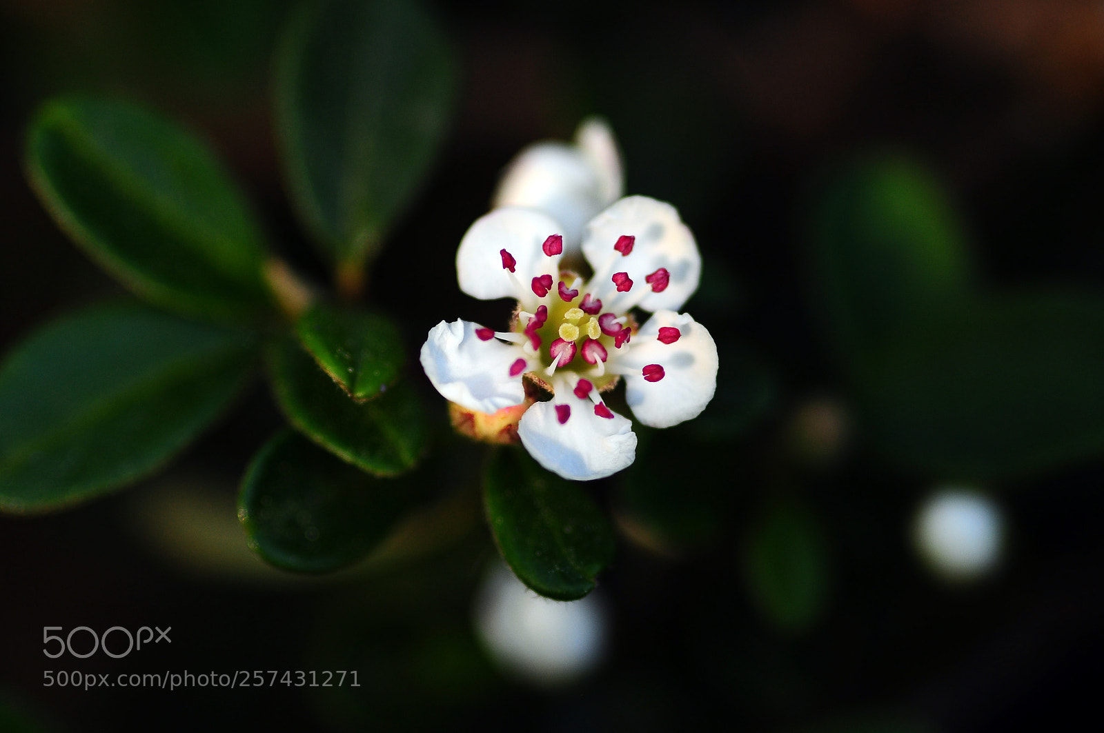 Nikon D90 sample photo. Vegetal candy photography