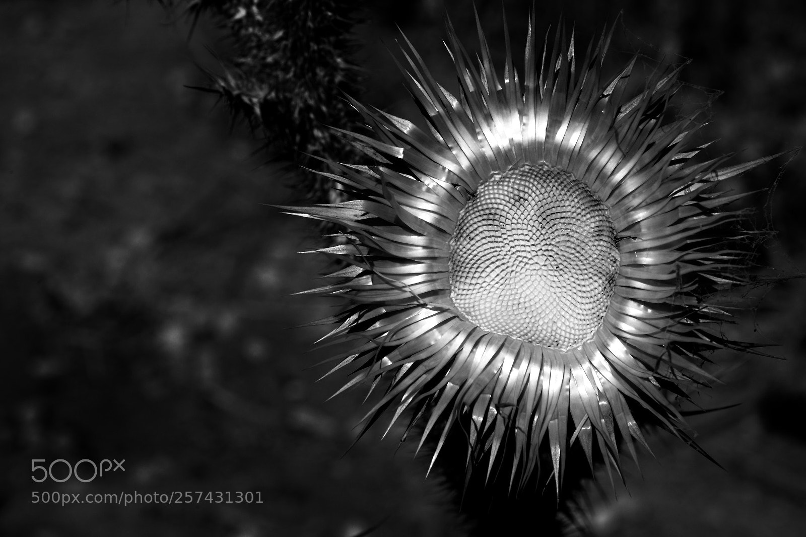 Nikon D800 sample photo. Illyrian thistle photography
