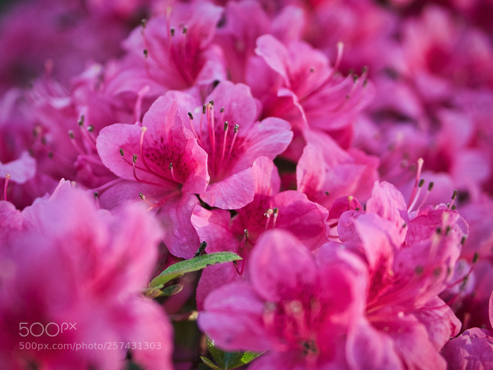 Panasonic DMC-G70 sample photo. Pink life  photography