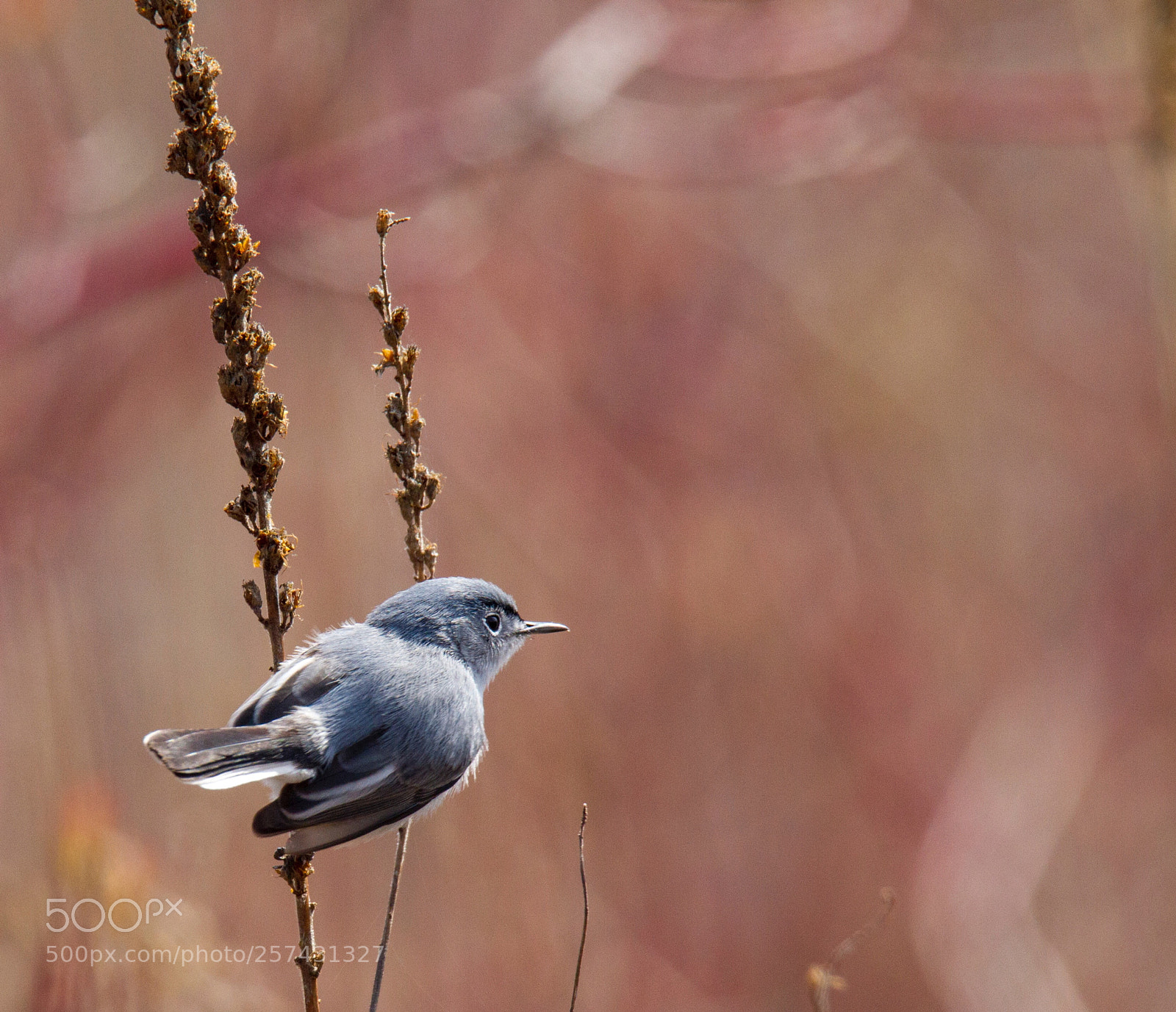 Canon EOS 7D sample photo. Blue-gray gnatcatcher photography