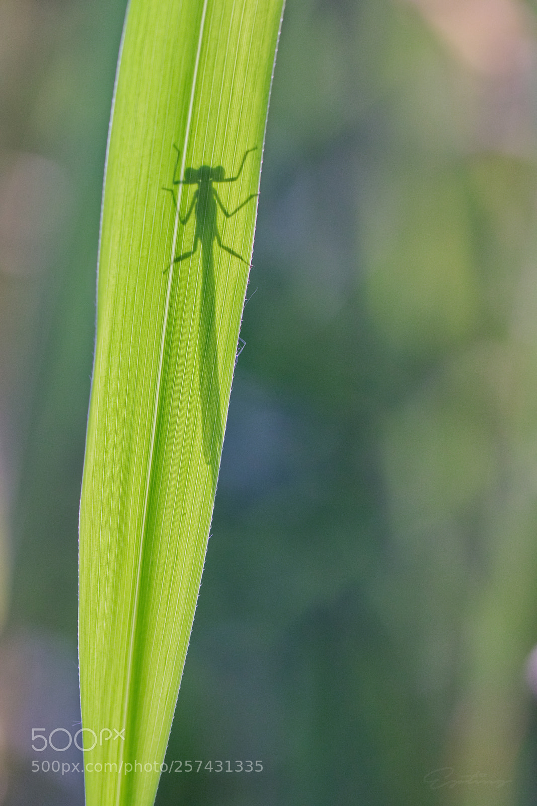 Canon EOS 70D sample photo. Dragonfly shadow ... photography