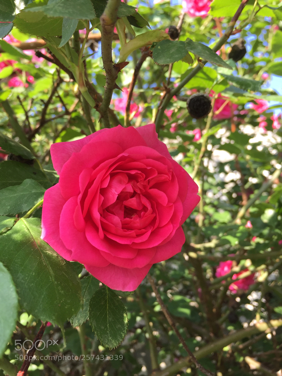 Apple iPhone 6 sample photo. Untitled photography
