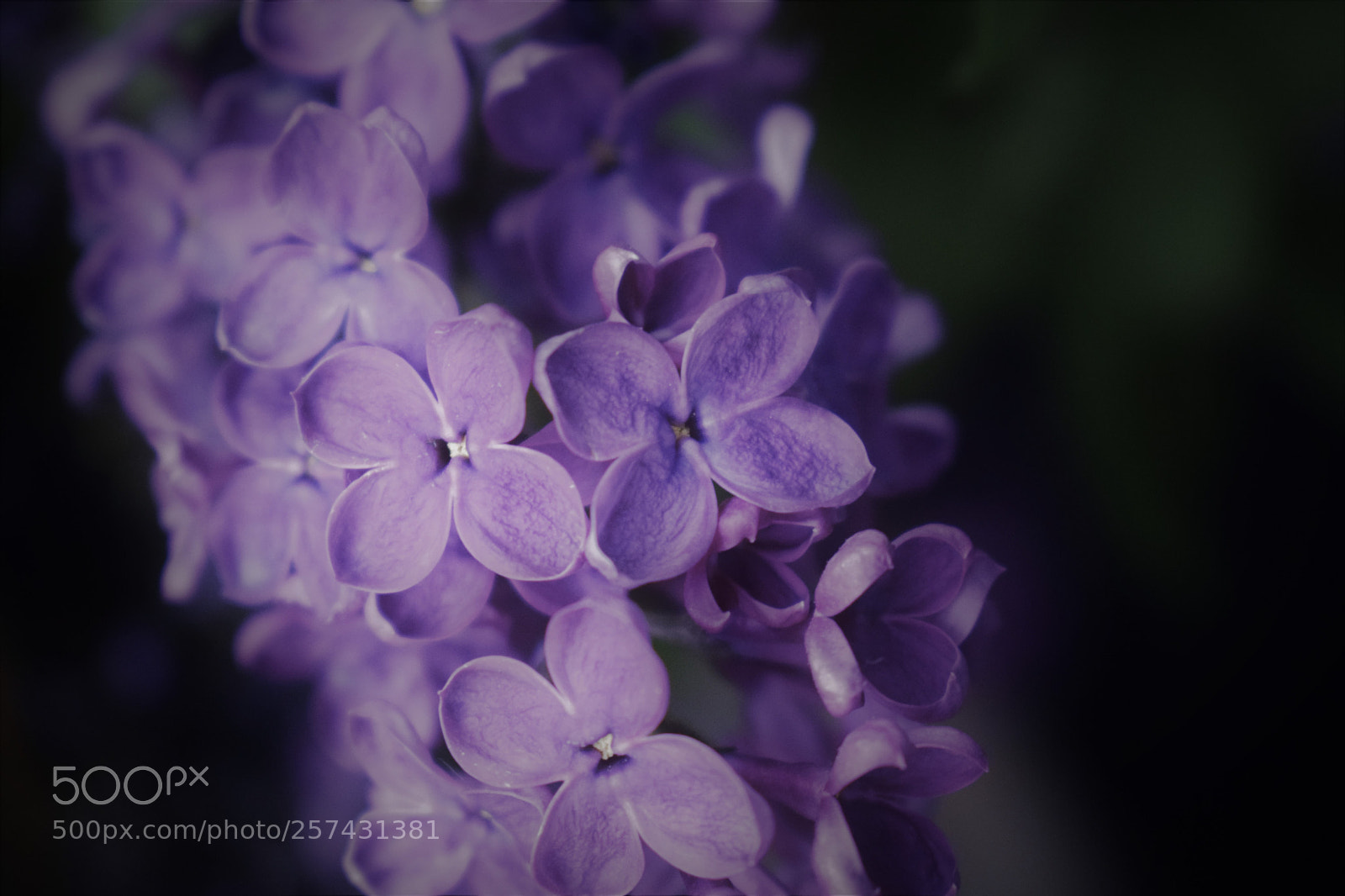 Nikon D3300 sample photo. Lilac photography