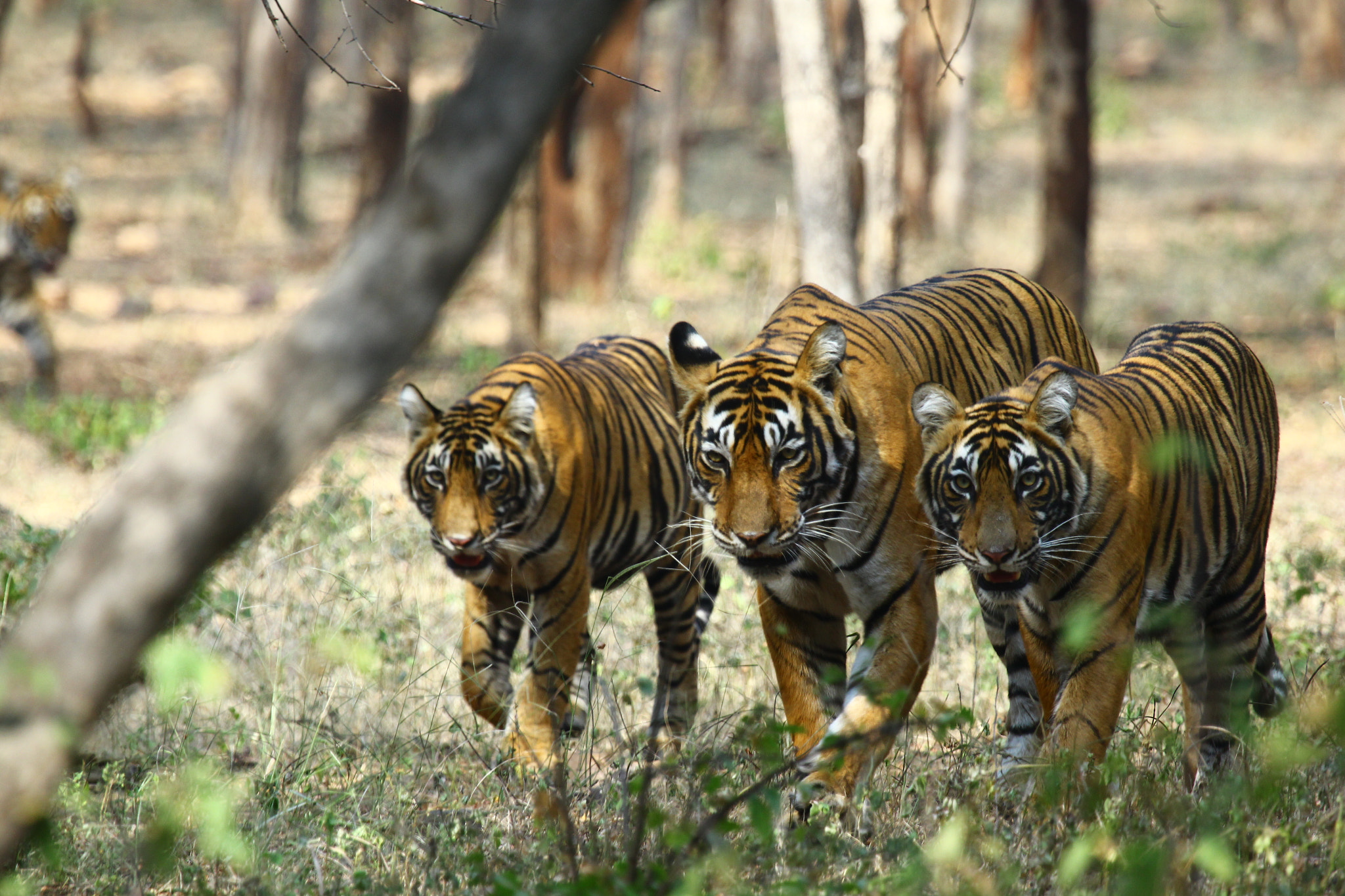 Canon EOS 550D (EOS Rebel T2i / EOS Kiss X4) + Canon EF 100-400mm F4.5-5.6L IS USM sample photo. Noor and her sub-adult cubs photography