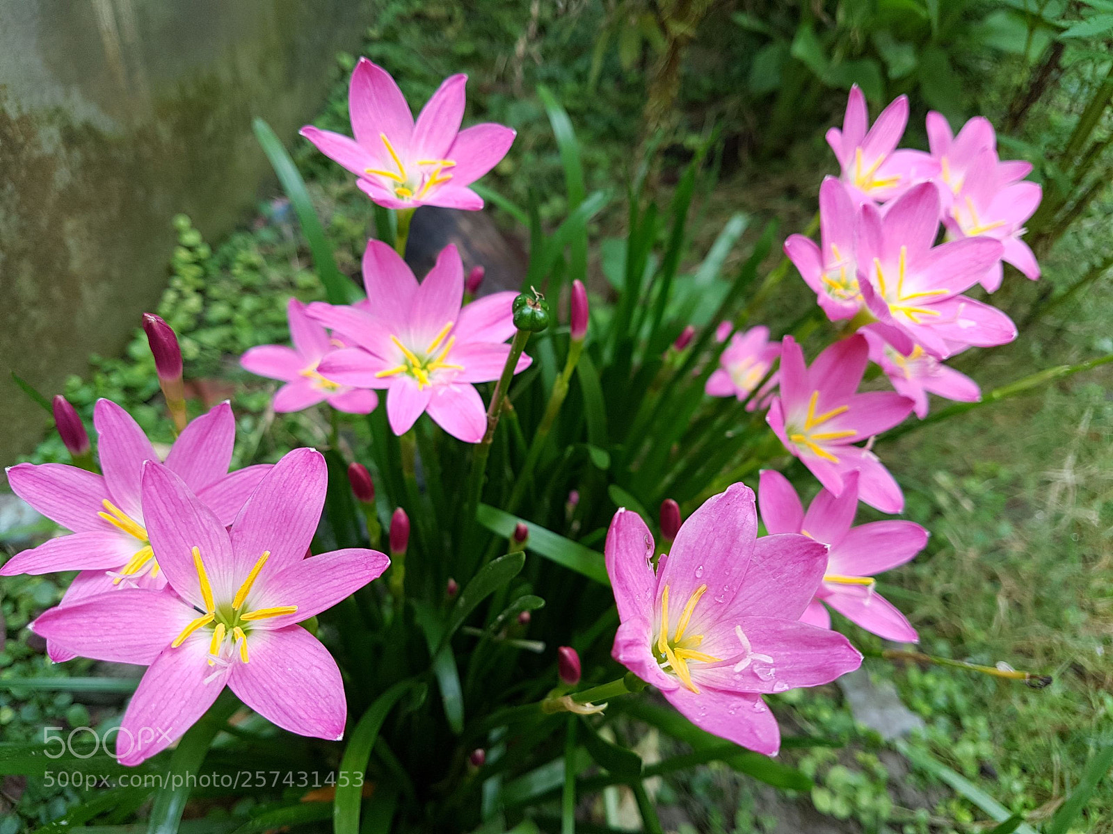 Samsung Galaxy S7 sample photo. Forest beauty photography
