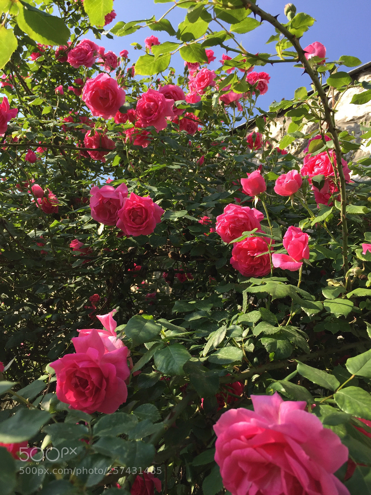 Apple iPhone 6 sample photo. Untitled photography
