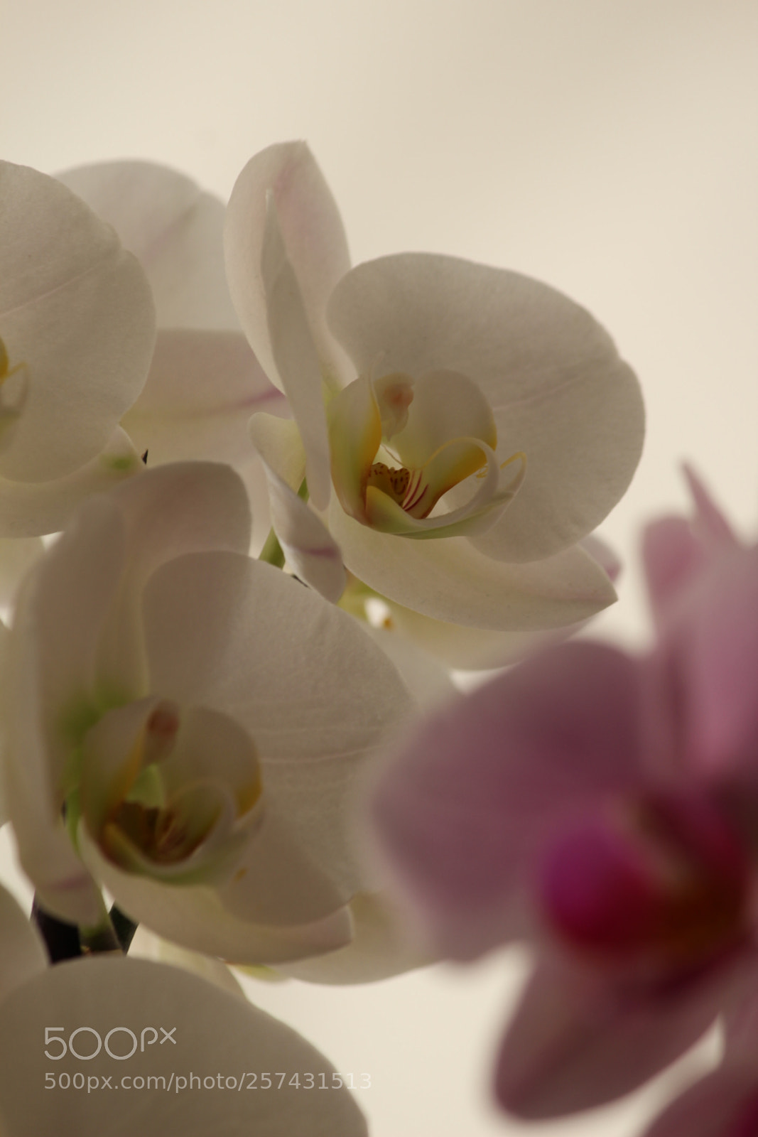 Canon EF-S 55-250mm F4-5.6 IS II sample photo. Untitled photography