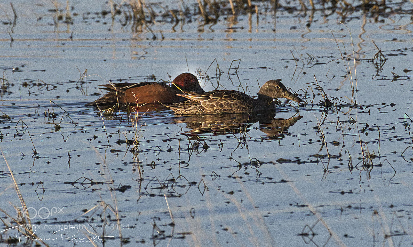 Panasonic Lumix DMC-GH4 sample photo. Cinnamon teal and mate photography
