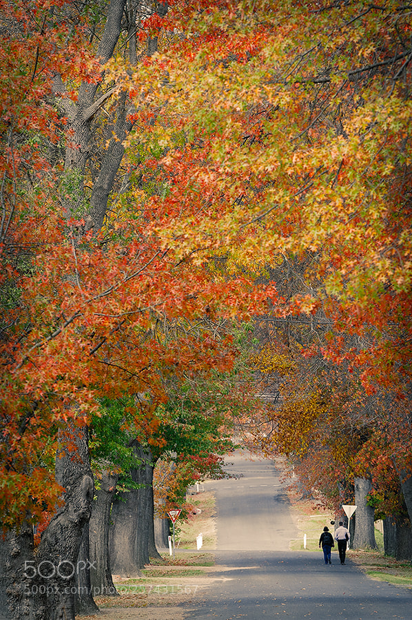 Nikon D300S sample photo. Autumn colours photography