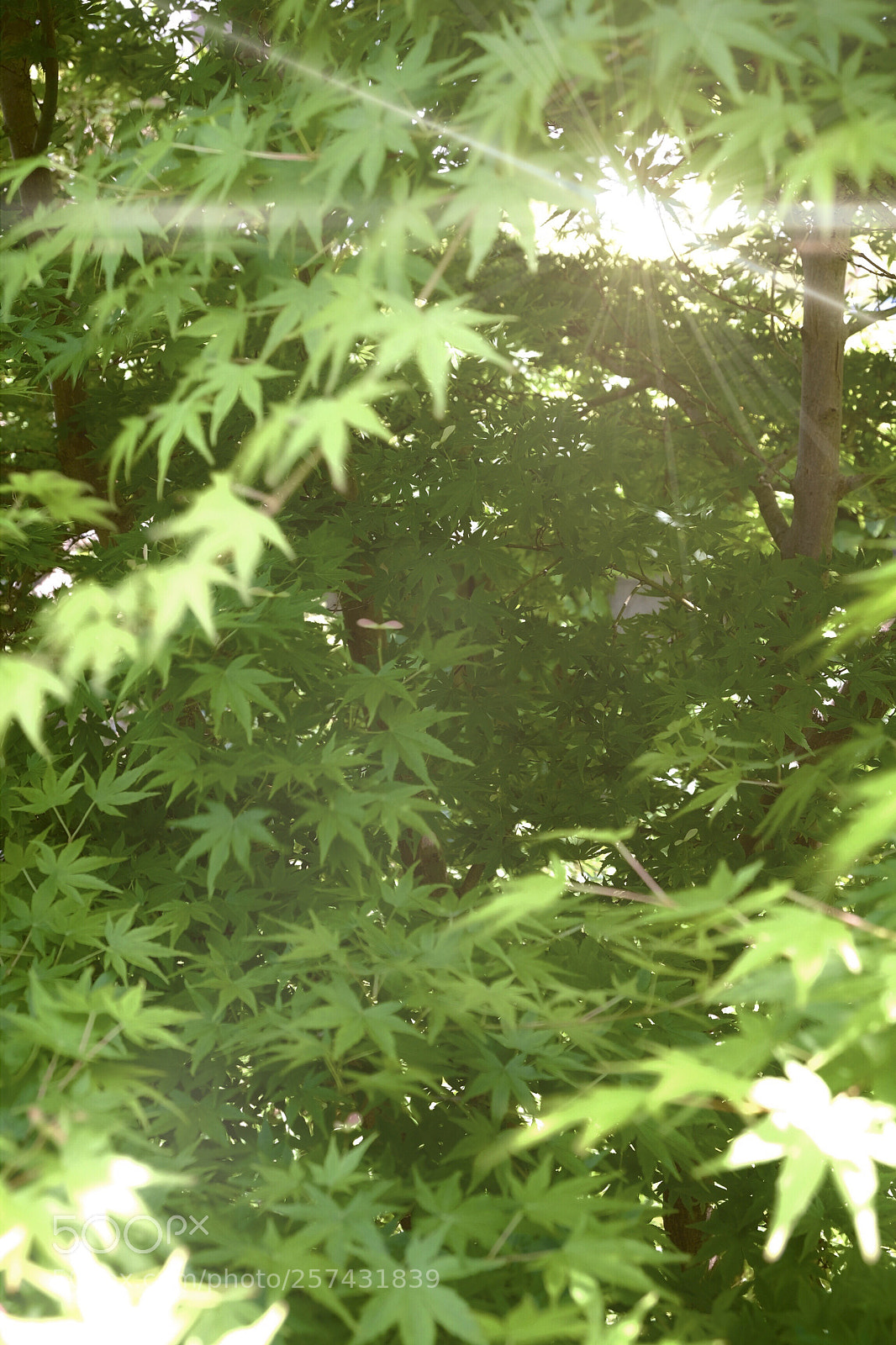 Fujifilm X-T1 sample photo. Somewhere in the garden photography