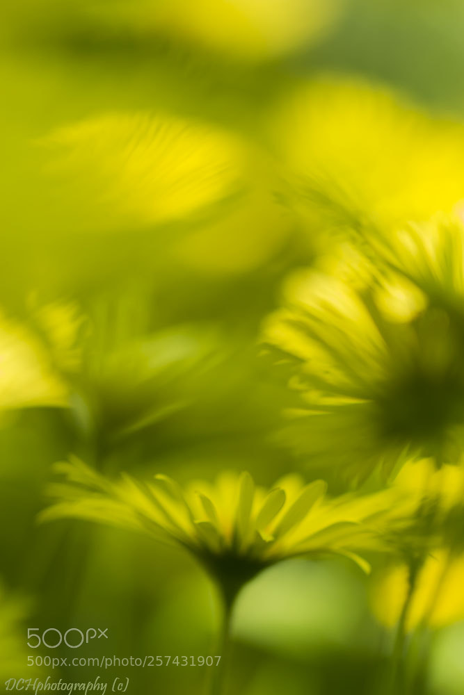 Canon EOS 650D (EOS Rebel T4i / EOS Kiss X6i) sample photo. Explosion of spring sunflowers photography