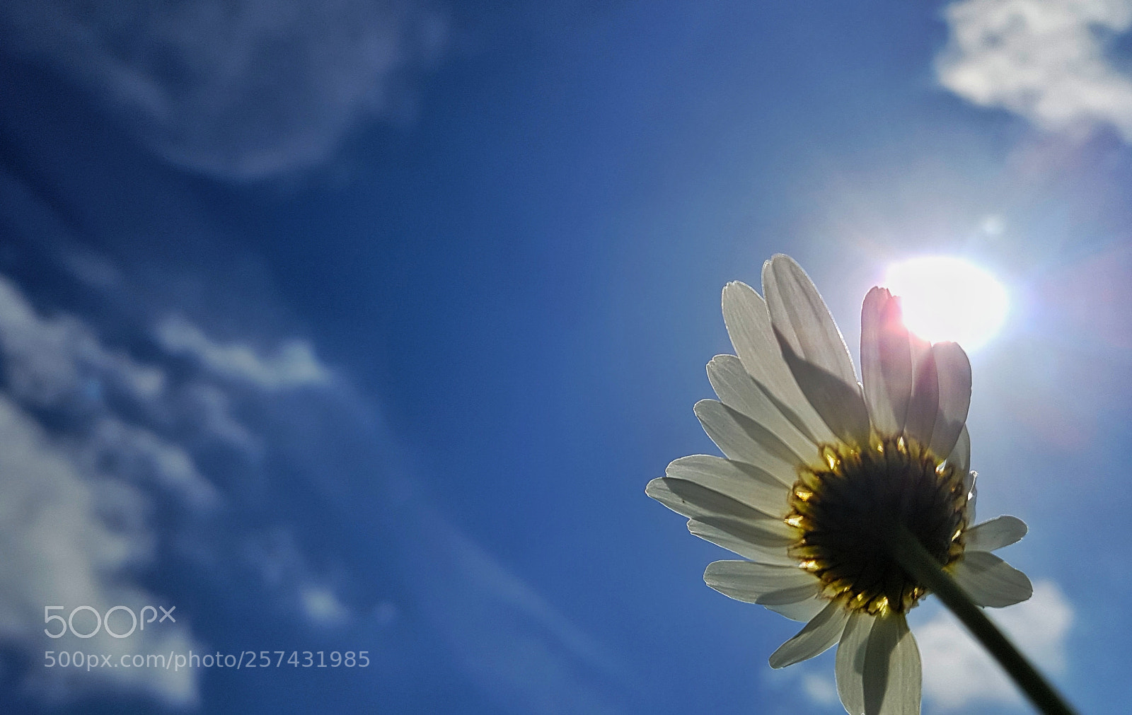 Samsung Galaxy S7 sample photo. Wild flower photography